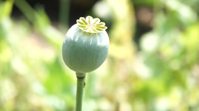 Close-up of dried opium poppy seed capsule in natural light, showcasing botanical texture, agricultural detail, and organic plant structure