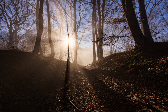 Amazing rays of lights in the forest with mystic atmosphere. Brasov, Romania.