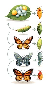 A colorful illustration of the butterfly life cycle showing eggs on leaves, feeding caterpillars, pupae and adult butterflies