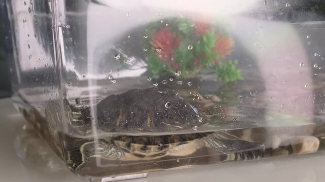 Small turtle resting underwater inside a clear plastic container with air bubbles on the surface. The quiet pet care scene reflects aquatic animal observation, home habitat and responsible care.