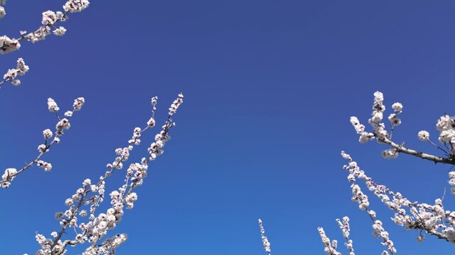 Cinematic drone flyover of apricot trees in full bloom during spring, showing a beautiful orchard with white blossoms under a bright blue sky in a peaceful rural landscape.