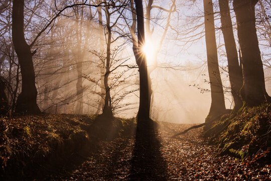 Amazing rays of lights in the forest with mystic atmosphere. Brasov, Romania.