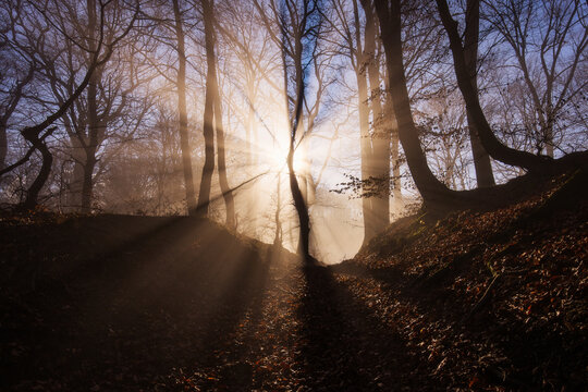 Amazing rays of lights in the forest with mystic atmosphere. Brasov, Romania.