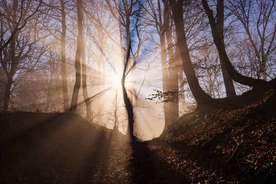 Amazing rays of lights in the forest with mystic atmosphere. Brasov, Romania.