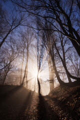 Fototapeta premium Amazing rays of lights in the forest with mystic atmosphere. Brasov, Romania.