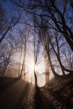 Amazing rays of lights in the forest with mystic atmosphere. Brasov, Romania.