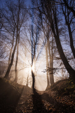 Amazing rays of lights in the forest with mystic atmosphere. Brasov, Romania.