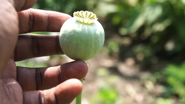 Close-up of dried opium poppy seed capsule in natural light, showcasing botanical texture, agricultural detail, and organic plant structure