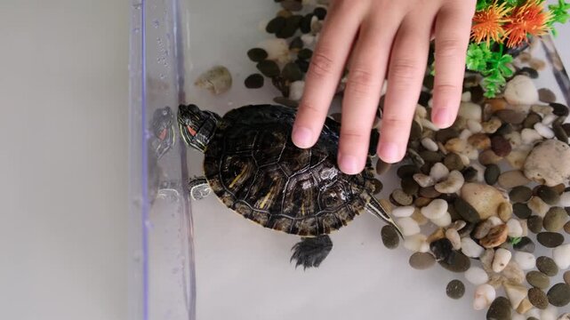 Child hand gently touching a small turtle in a clear water tank with stones and aquarium plants. The calm pet care scene reflects animal observation, responsible care and childhood curiosity.