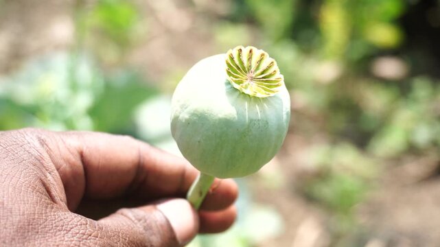 Close-up of dried opium poppy seed capsule in natural light, showcasing botanical texture, agricultural detail, and organic plant structure