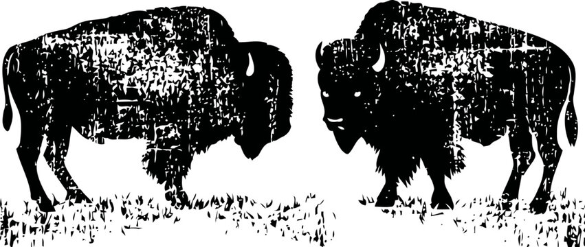 Two american bison silhouettes facing each other grazing on grassland with distressed texture
