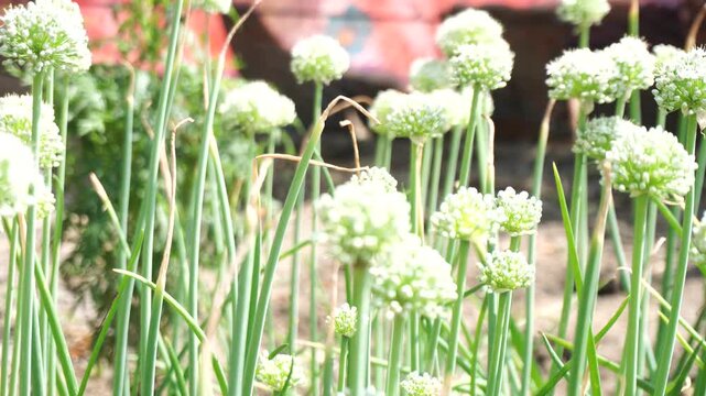 Blooming onion plants in agricultural field, showcasing spherical flower clusters cultivated for seed production and sustainable farming