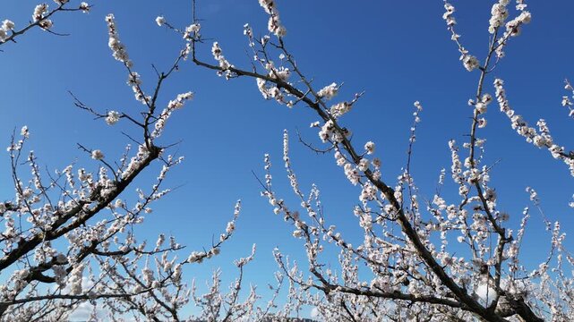 Cinematic drone flyover of apricot trees in full bloom during spring, showing a beautiful orchard with white blossoms under a bright blue sky in a peaceful rural landscape.