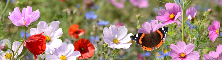 Schmetterling 1577 © K.-U. Häßler