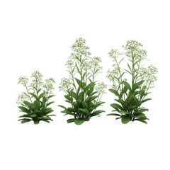 Naklejka premium Three potted plants with green and white foliage in a row