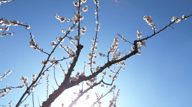 Cinematic drone flyover of apricot trees in full bloom during spring, showing a beautiful orchard with white blossoms under a bright blue sky in a peaceful rural landscape.