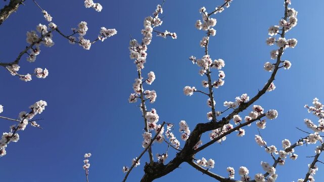 Drone aerial view of a blooming apricot orchard in spring, with white apricot blossoms against a clear blue sky during a cinematic slow motion flight above the countryside.
