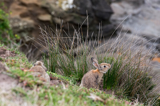 Rabbit in grass with blurred background