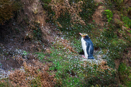 Juvenile Yellow-eyed Penguin (Hoiho) on side of cliff with malted feathers