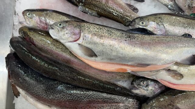 Raw whole rainbow trout with a head, chilled on shallow ice at the seafood market. An open shelf at the fish market. Close-up