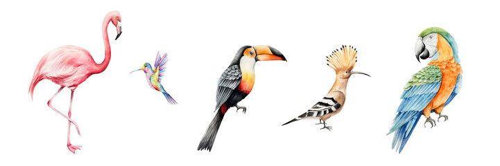 Fototapeta premium Set of tropical birds. Watercolor hand drawn hummingbird, pink flamingo, parrot macaw, toco toucan, hoopoe. Isolated illustration on transparent background. Perfect for tropical design projects. For