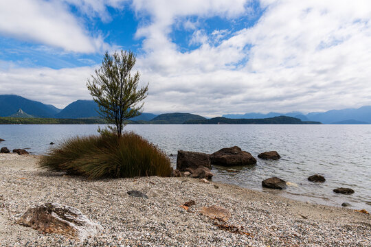 Small tree on the edge of a lake with, stony sandy beach with rocks and distant mountains