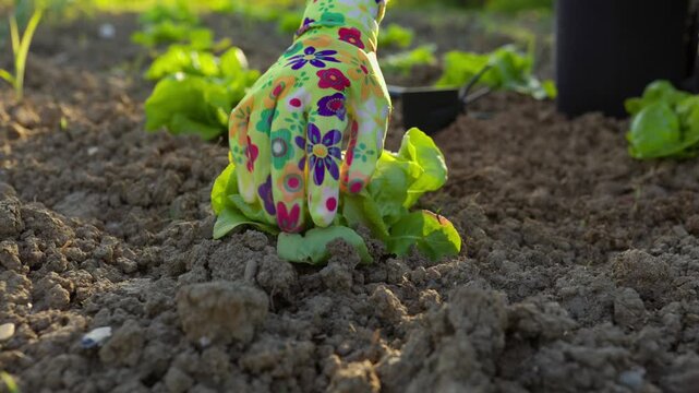 A detailed shot of a gardener wearing colorful floral gloves, carefully touching and checking green lettuce plants in a sunny vegetable patch.