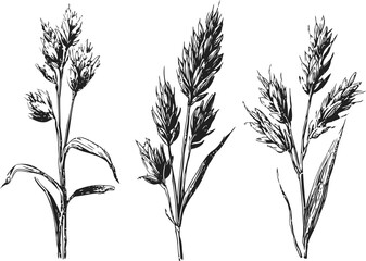 Fototapeta premium Three detailed hand drawn wheat stalks with leaves and grain heads isolated on white background