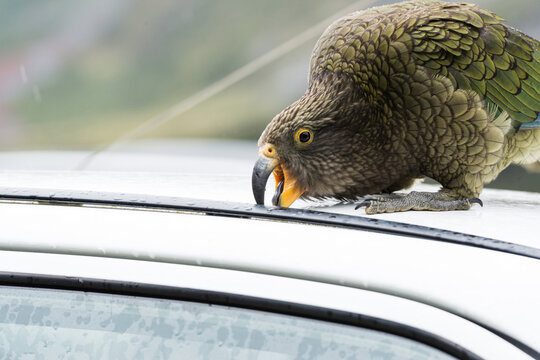 A parrot picking at the rubber on the top of a white vehicle