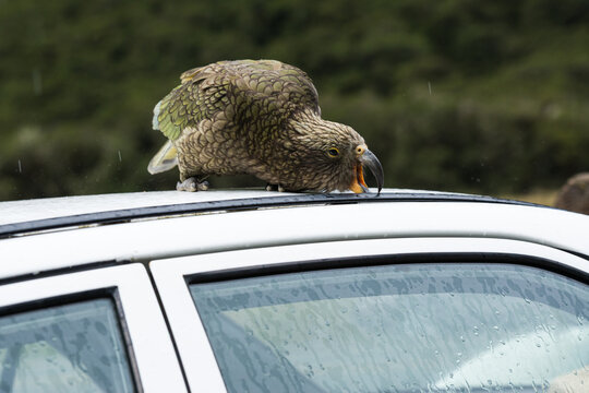 The native parrot, Kea, is curious and destructive and likes to pick at the rubber on vehicles