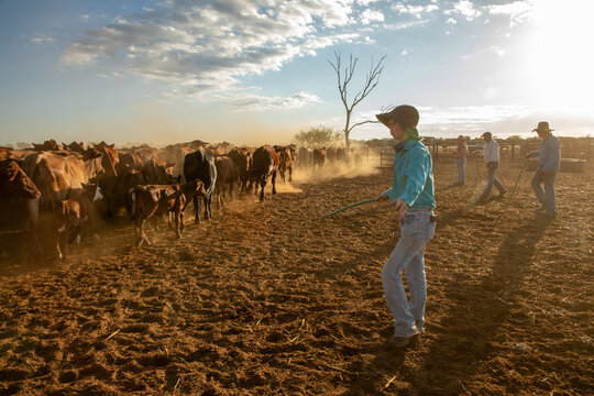 Four people yarding up cows and calves
