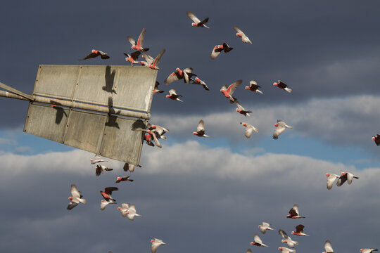 Galahs flying past a windmill tail