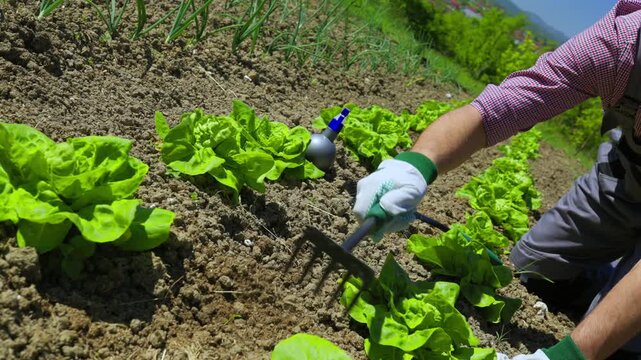 A side-view shot of a man in working clothes using a small hand rake and a spray bottle to maintain fresh green lettuce rows in a sunny vegetable garden.