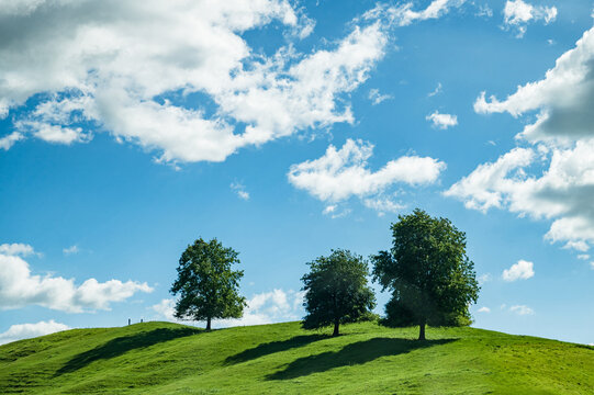 Three trees are located on a grassy hill with a blue sky and scattered clouds above