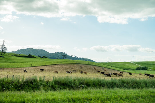 Cows grazing on a large field with green grass, surrounded by rolling hills and blue sky