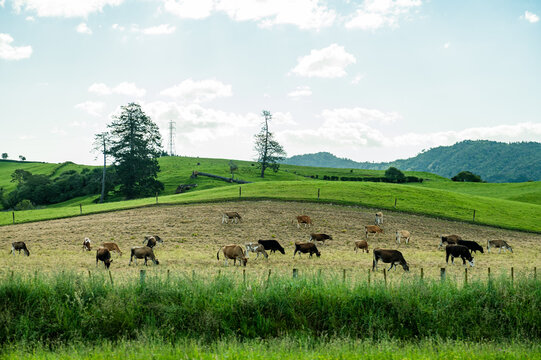 Cows grazing in a lush green field surrounded by rolling hills and trees