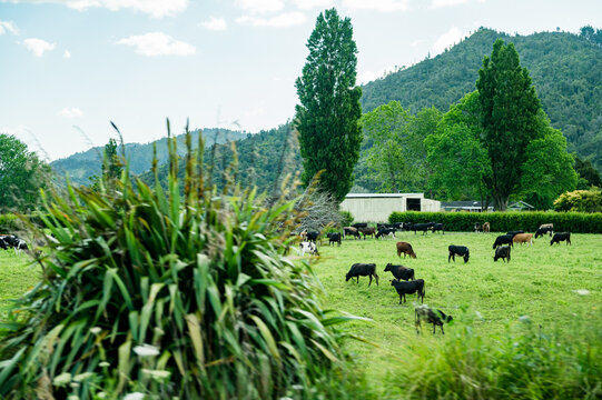 Cows scattered across a lush green field, with trees and mountains in the background