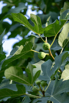 A fig tree branch laden with unripe green figs and vibrant leaves, set in an outdoor garden. Perfect for themes of organic gardening, fresh produce, sustainable farming, or Mediterranean-inspired hort