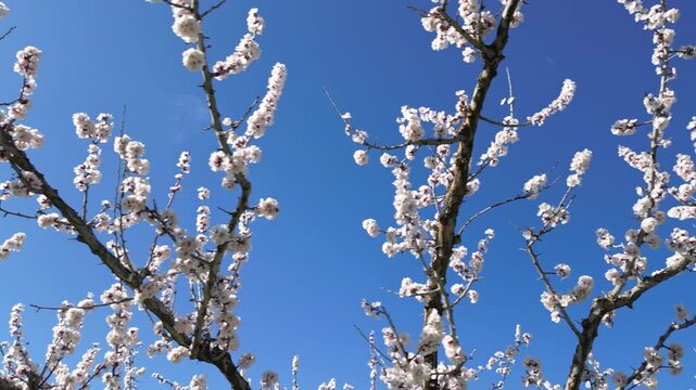 Drone aerial view of a blooming apricot orchard in spring, with white apricot blossoms against a clear blue sky during a cinematic slow motion flight above the countryside.