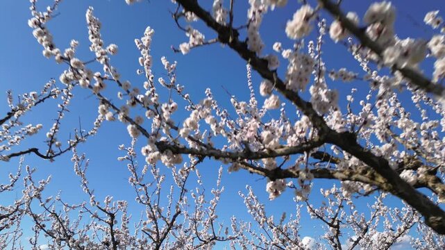 Drone aerial view of a blooming apricot orchard in spring, with white apricot blossoms against a clear blue sky during a cinematic slow motion flight above the countryside.
