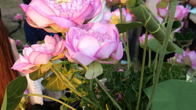 Folding lotus petals to arrange into lotus bouquets. Taking photos with a lotus bouquet is currently trendy among Thai Gen Z.