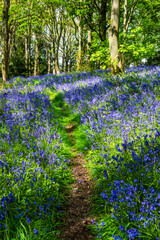 Fototapeta premium A beautiful carpet of bluebells in a forest in Springtime