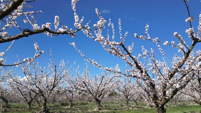 Drone aerial view of a large blooming apricot orchard on a beautiful sunny spring day, showing endless rows of flowering fruit trees under a clear blue sky in the countryside.