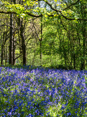 Fototapeta premium A beautiful carpet of bluebells in a forest in Springtime