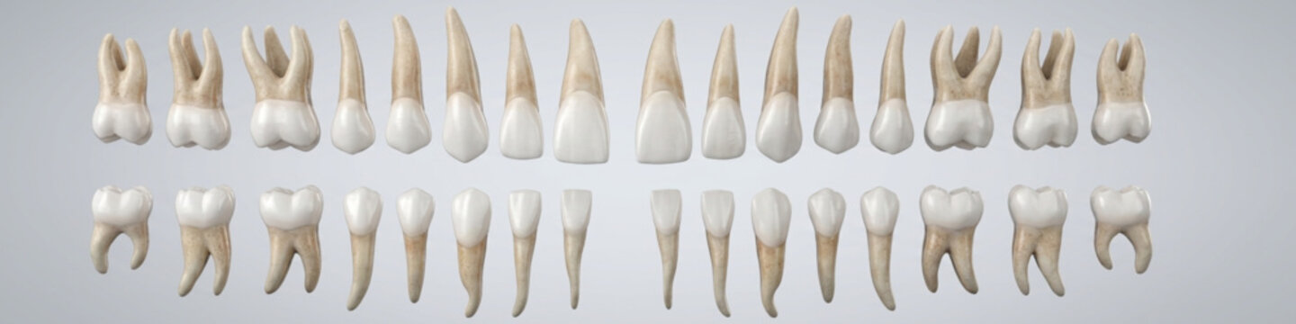 The image shows a high-quality anatomical display of a complete set of permanent adult human teeth against a neutral grey background. The teeth are organized into two horizontal rows representing 