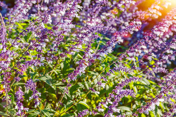 Obraz premium Beautiful purple and white flowers growing in a garden during sunny weather in the afternoon