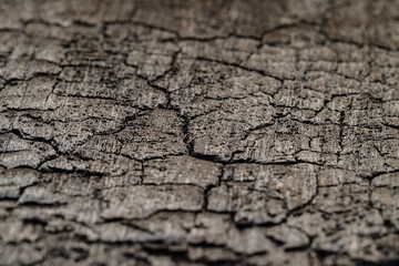 Fototapeta premium Cracked surface of weathered wood showing texture and detail in natural light during the daytime