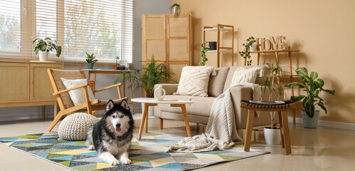 Interior of living room with sofa, wicker armchair, houseplants and cute husky dog lying on floor © Pixel-Shot