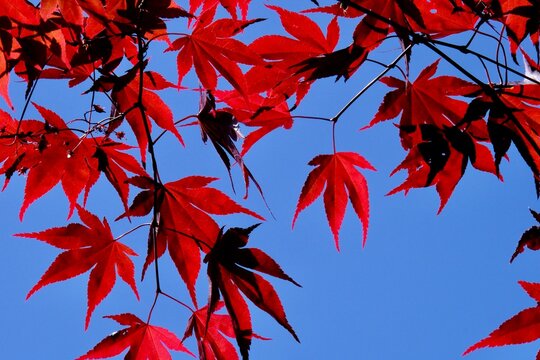 Red leaves of a Japanese maple (Acer palmated) under a blue sky.