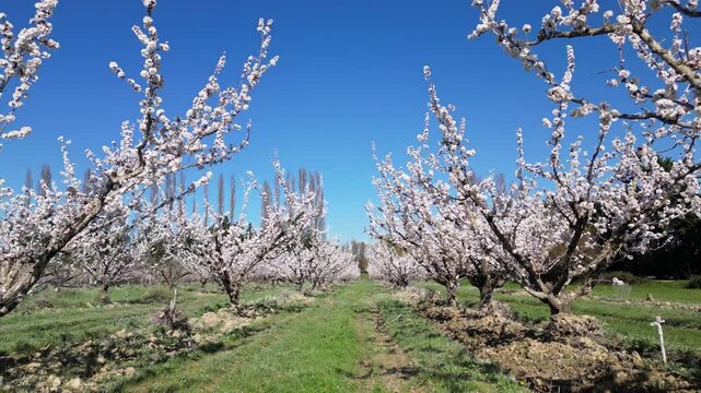 Drone aerial view of a large blooming apricot orchard on a beautiful sunny spring day, showing endless rows of flowering fruit trees under a clear blue sky in the countryside.